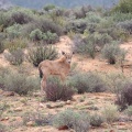 Oryx gazella (Gemsbok)