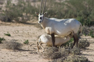 Oryx leucoryx (Oryx d'Arabie)
