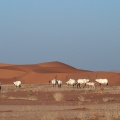 Oryx leucoryx (Oryx d'Arabie)