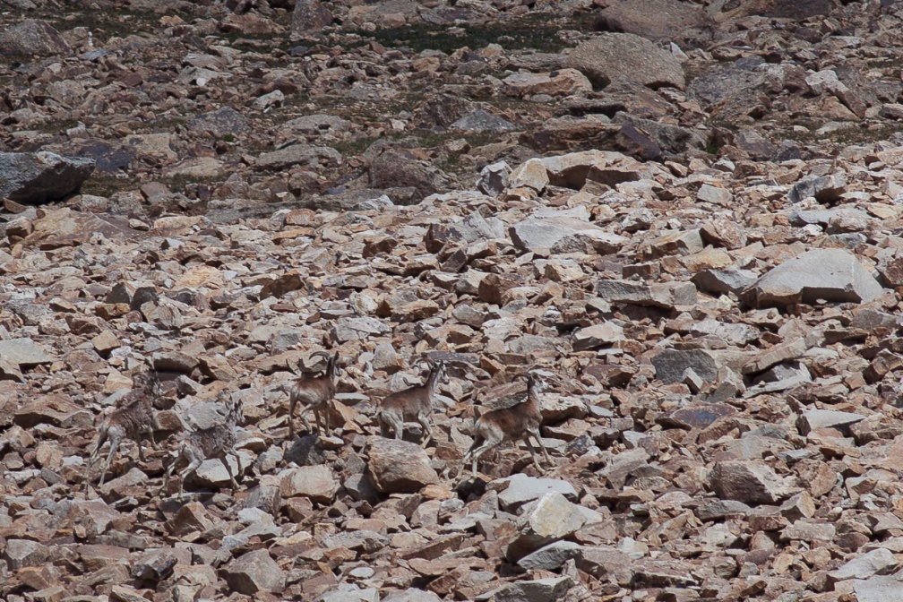 ovis-ammon-tajikistan-BE1DE06E-2A03-4F4B-A19C-16098B33F8A0.jpg