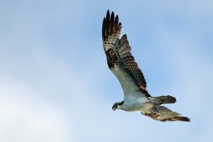 Pandion haliaetus (Balbuzard pêcheur)