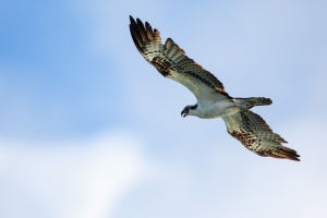 Pandion haliaetus (Balbuzard pêcheur)