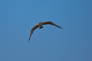 Pandion haliaetus (Balbuzard pêcheur)