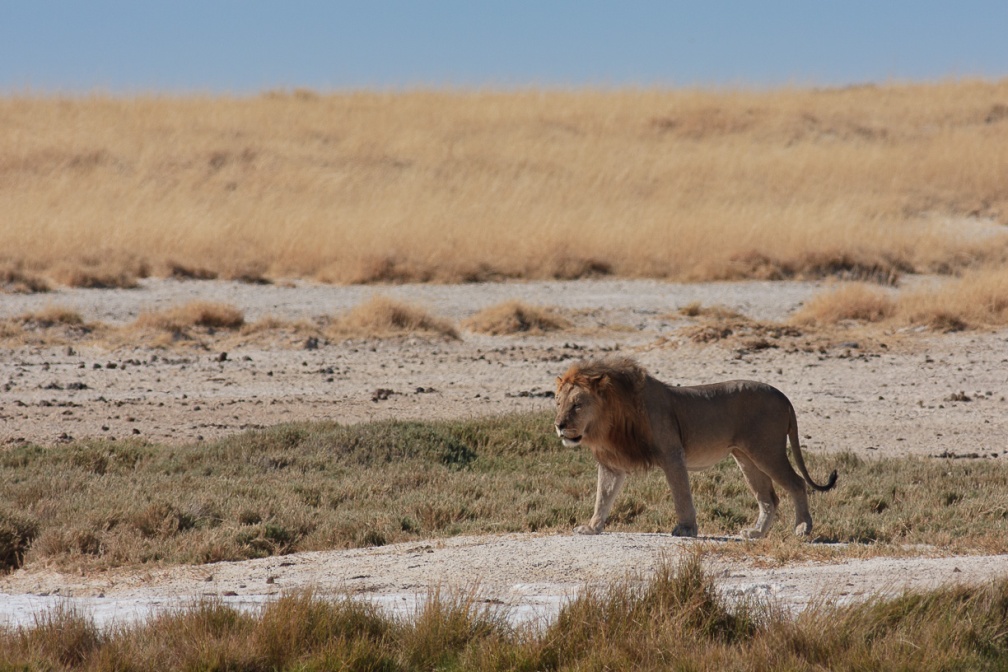 panthera-leo-namibia-0D2F9F35-BC8A-4134-BFEC-BDF32ADE7E40.jpg