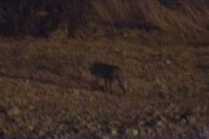 Panthera pardus (Léopard)