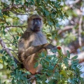 Papio cynocephalus (Babouin de savanne)