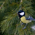 Parus major (Mésange charbonnière)