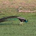 Pavo cristatus