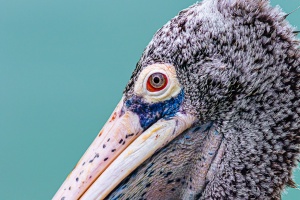 Pelecanus philippensis