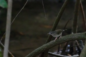 Pellorneum buettikoferi