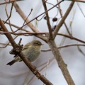Phylloscopus collybita (Pouillot véloce)