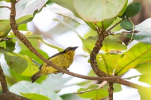 Ploceus nigricollis ?