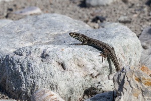 Podarcis muralis Laurenti (Lézard des murailles)
