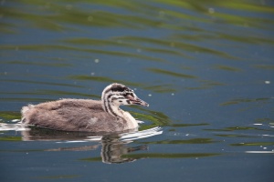 Podiceps cristatus (Grèbe huppé)