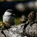Poecile montanus (Mésange boréale)