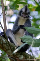 Presbytis thomasi