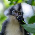 Presbytis thomasi