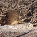 Procavia capensis (Daman des rochers)
