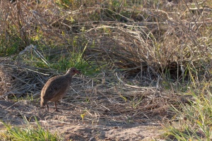 Pternistes swainsonii (Francolin de Swainson)