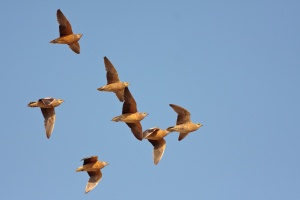Pterocles burchelli (Ganga de Burchell)