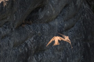 Ptyonoprogne rupestris (Hirondelle des rochers)