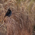 Pycnonotus tricolor (Bulbul tricolor)