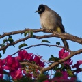 Pycnonotus xanthopygos (Bulbul d'Arabie)