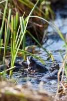 Rana temporaria (Grenouille rousse)