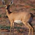 Raphicerus campestris (Steenbok)