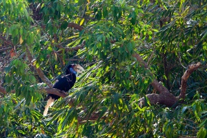 Rhyticeros undulatus