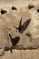 Riparia riparia (Hirondelle de rivage)