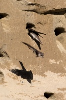 Riparia riparia (Hirondelle de rivage)