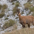 Rupicapra pyrenaica (Chamois)