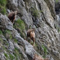 Rupicapra pyrenaica (Chamois)