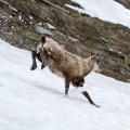 Rupicapra pyrenaica (Chamois)