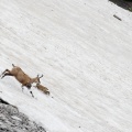 Rupicapra pyrenaica (Chamois)