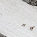 Rupicapra pyrenaica (Chamois)