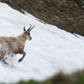 Rupicapra pyrenaica (Chamois)