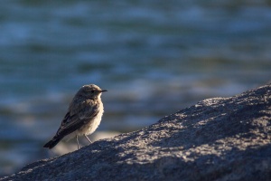 Saxicola maurus (Tarier de Sibérie)