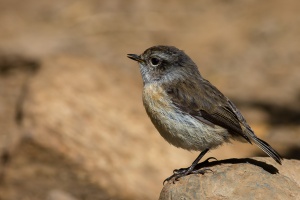 Saxicola tectes