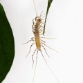 Scutigera coleoptrata L. (Scutigère véloce)