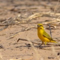 Serinus flaviventris (Serin de Saite-Hélène)
