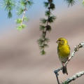 Serinus serinus (Serin cini)