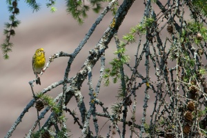 Serinus serinus (Serin cini)