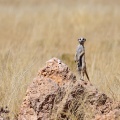 Suricata suricata (Suricate)
