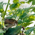 Sylvia communis (Fauvette grisette)