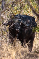 Syncerus caffer (Buffle d'Afrique)