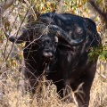Syncerus caffer (Buffle d'Afrique)
