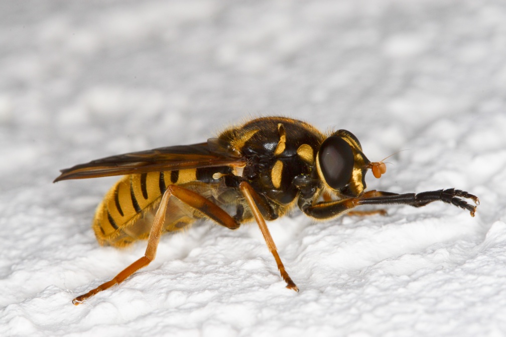 syrphidae-switzerland-EBEEAA1E-4734-11DC-8E52-000A95CA2156.jpg