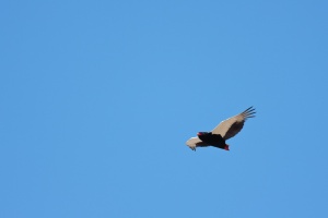 Terathopius ecaudatus (Bateleur des savannes)